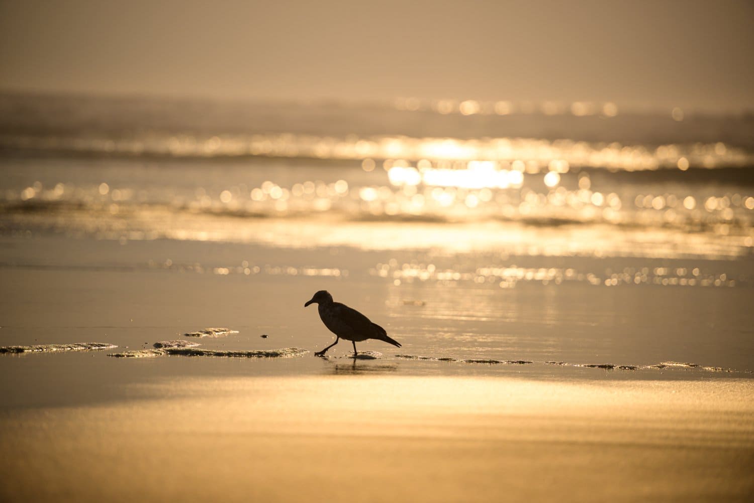 Photograph by Omar Nassar