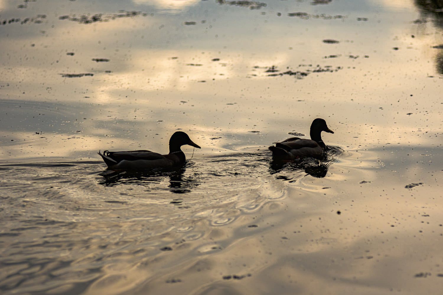 Photograph by Omar Nassar