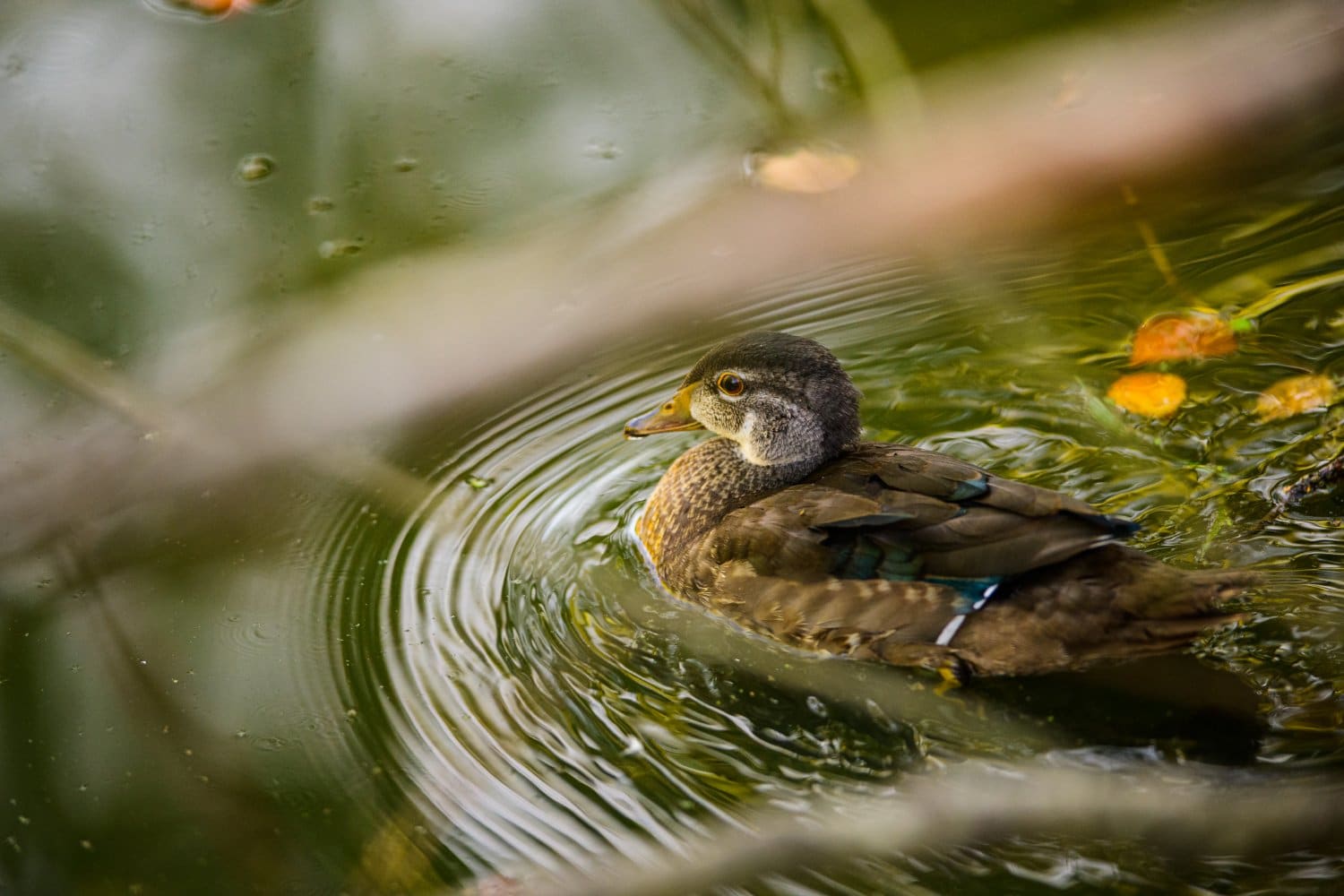 Photograph by Omar Nassar