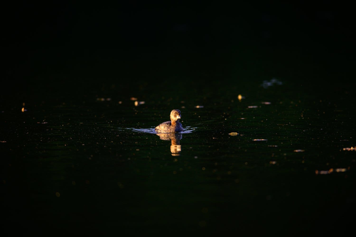 Photograph by Omar Nassar