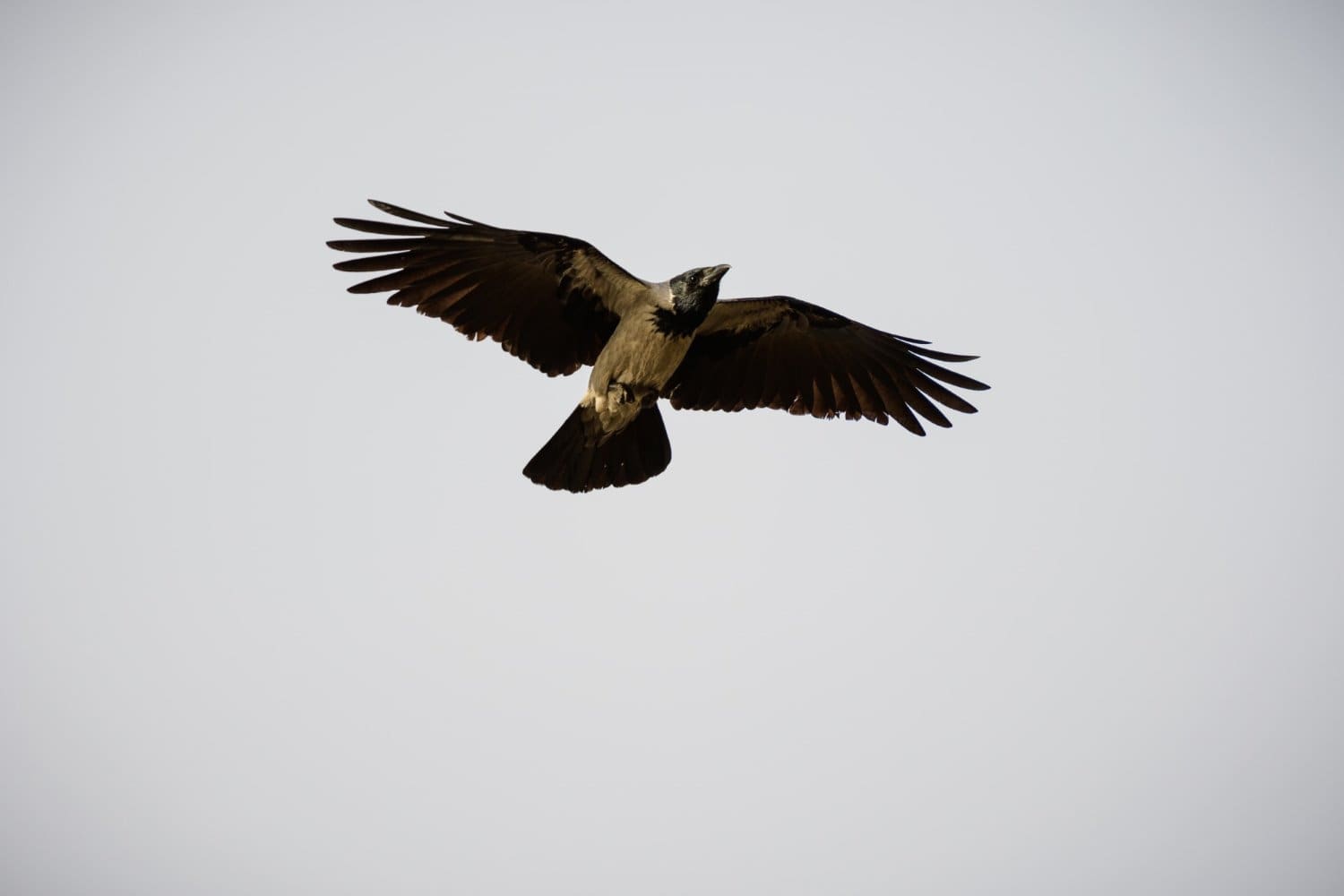 Photograph by Omar Nassar