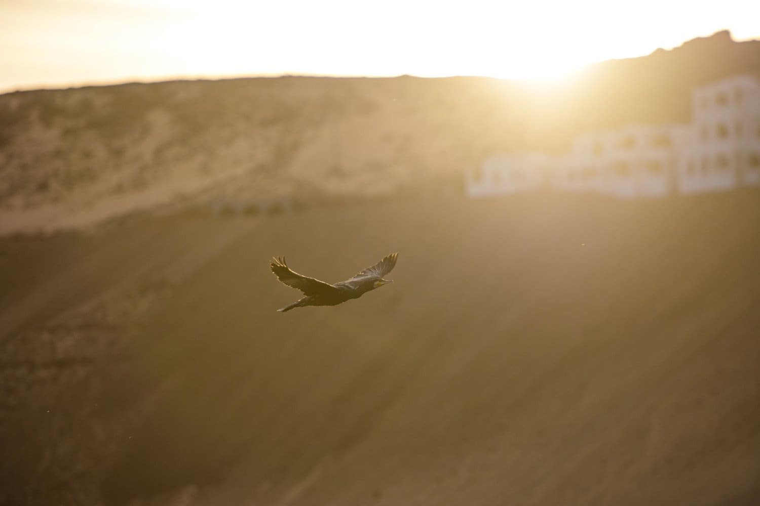 Photograph by Omar Nassar