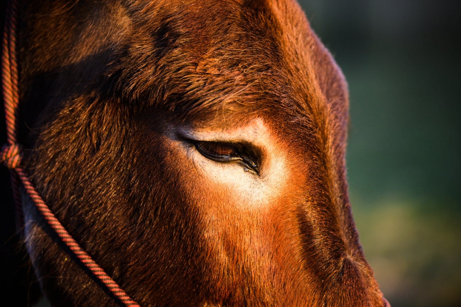 Animals — cover photograph