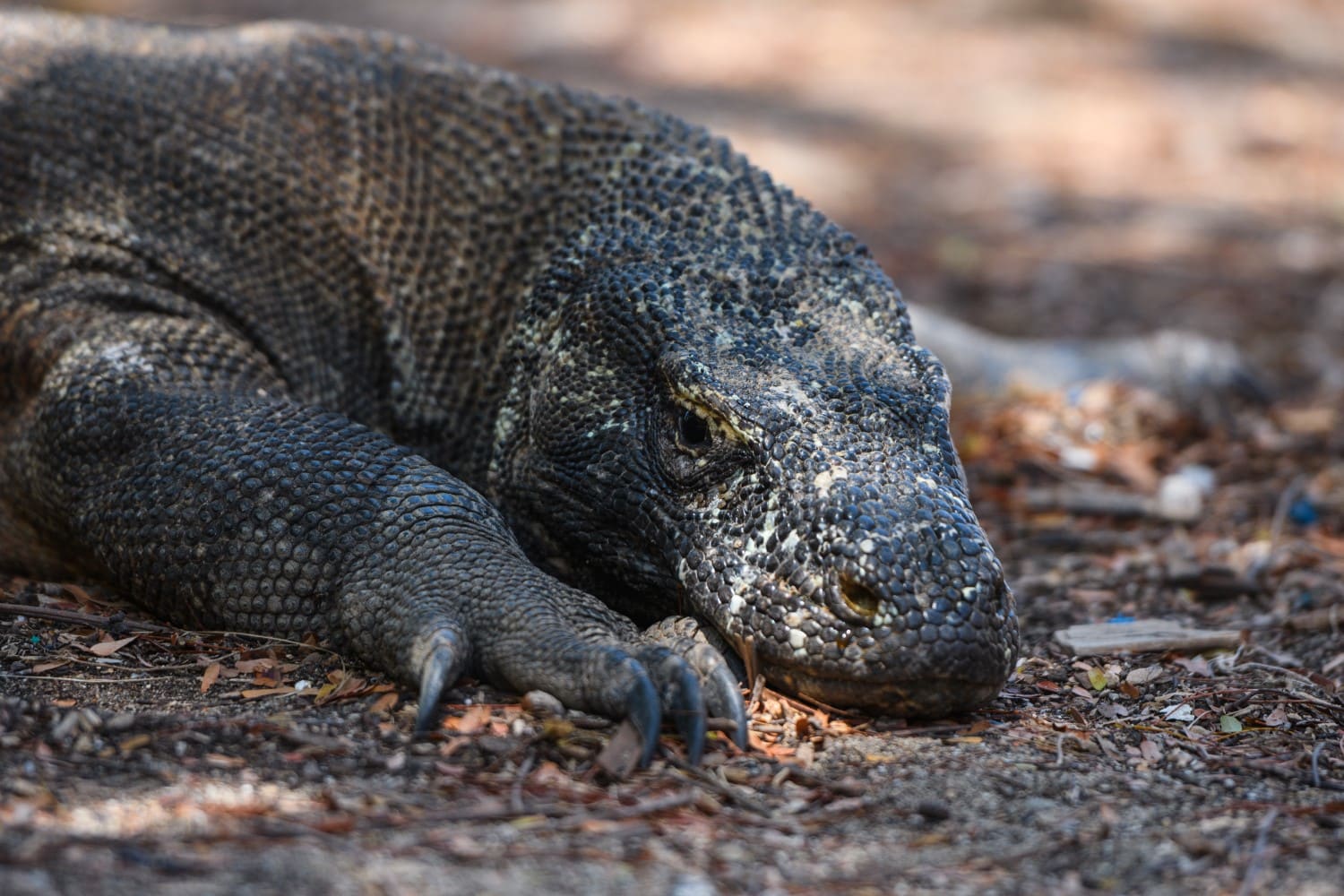 Komodo Island
