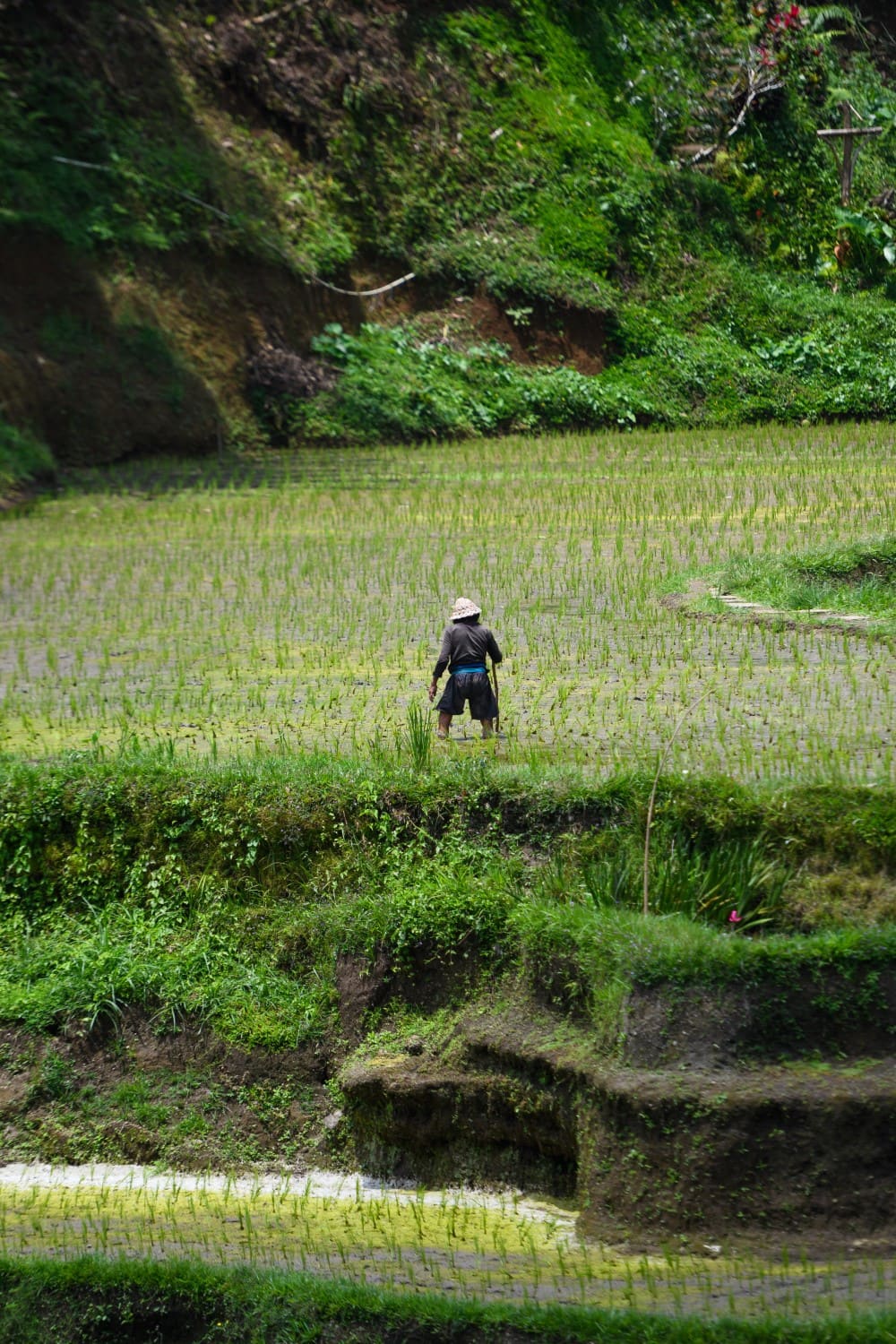 Cekeng Rice Terrace