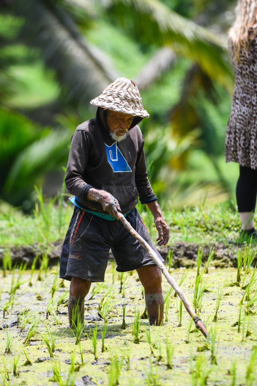 Cekeng Rice Terrace