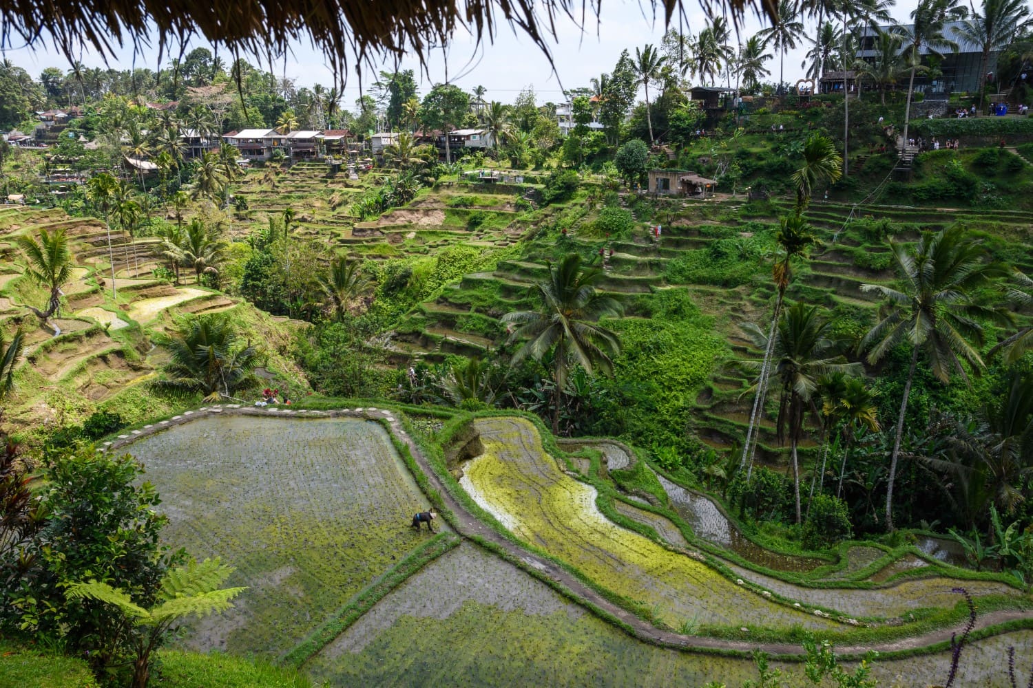 Cekeng Rice Terrace