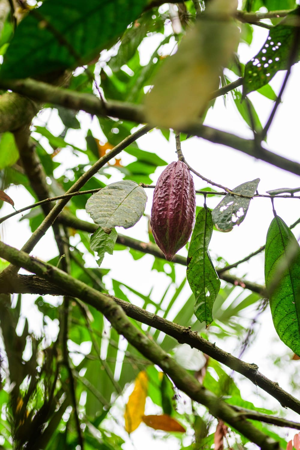 Coffee Plantation