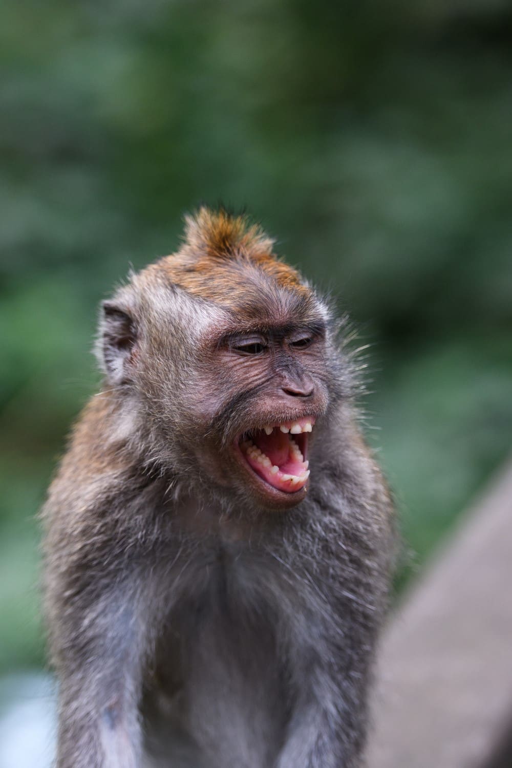 Sacred Monkey Forest