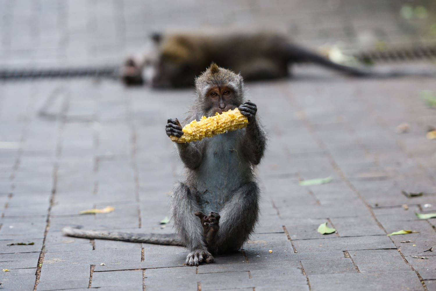 Sacred Monkey Forest
