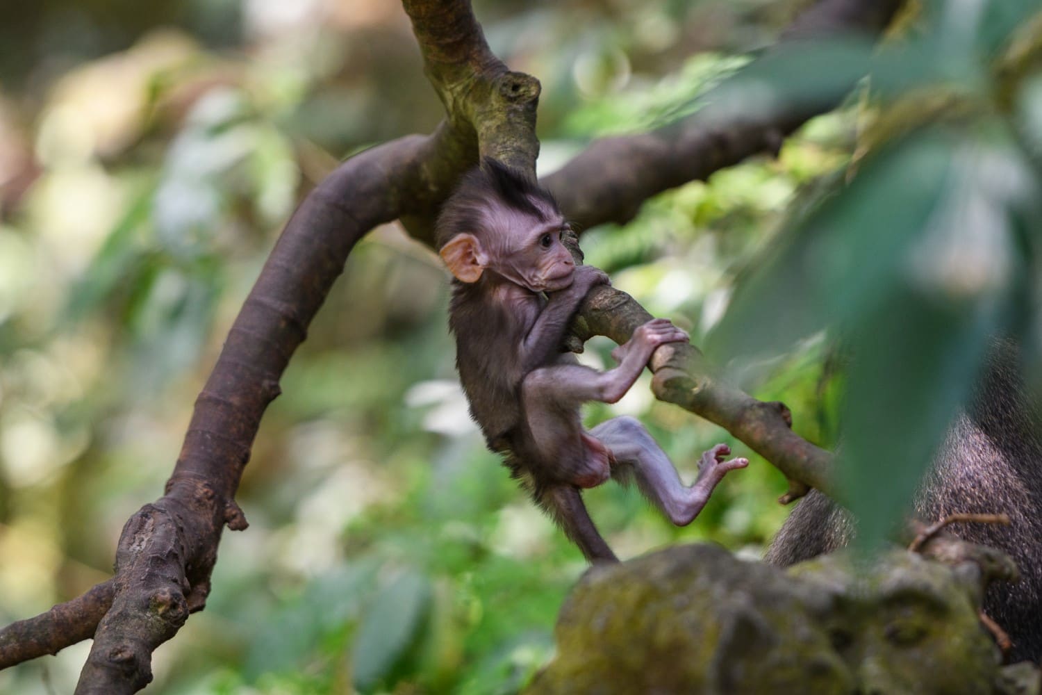 Sacred Monkey Forest