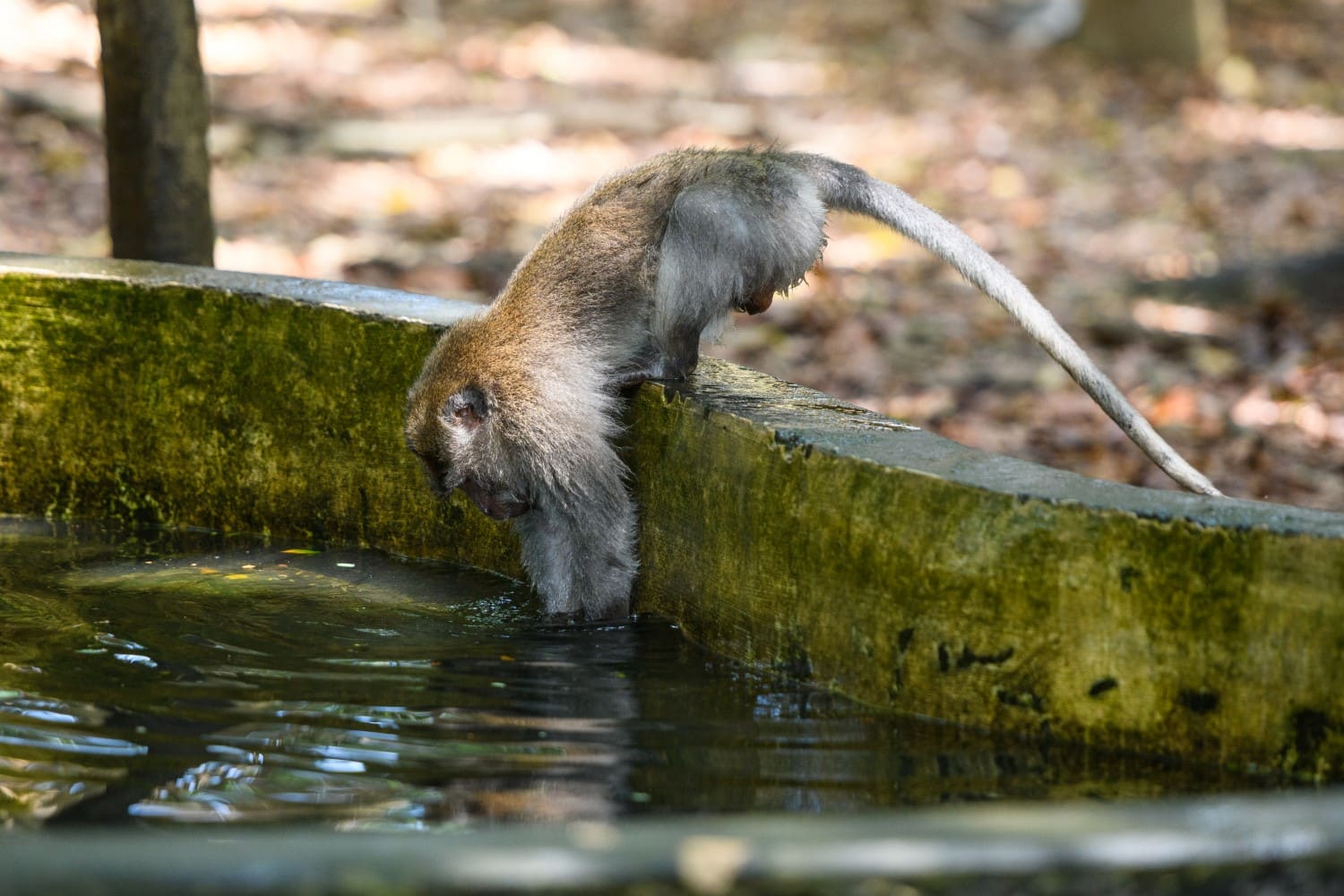 Sacred Monkey Forest